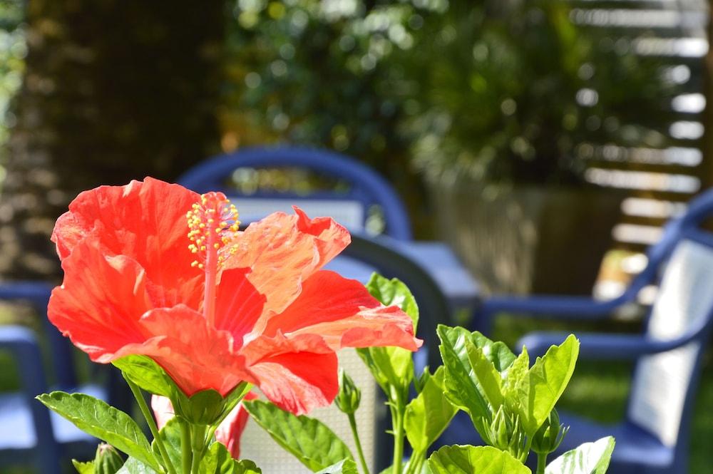 Hotel Fortunella Λίντο ντι Καμαϊόρε Εξωτερικό φωτογραφία